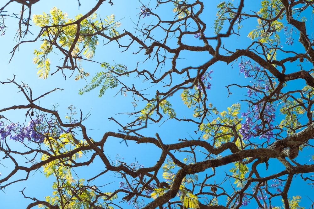 the branches of a tree with purple flowers against a blue sky