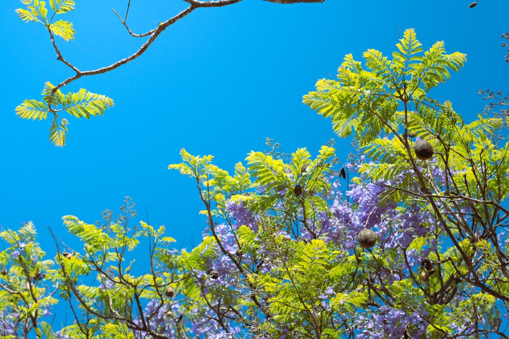 a tree branch with purple flowers and green leaves