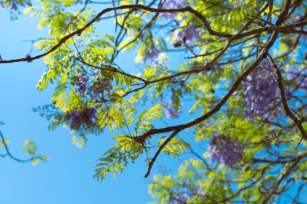 die Äste eines Baumes mit violetten Blüten vor blauem Himmel