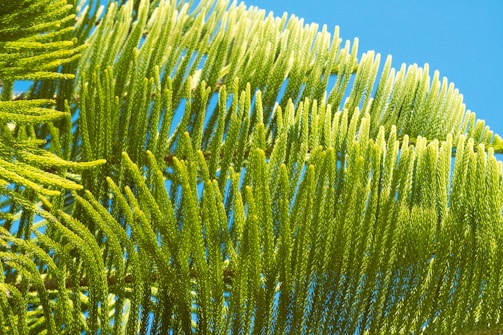 a close up of a green tree with a blue sky in the background