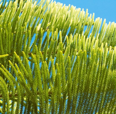 a close up of a green tree with a blue sky in the background