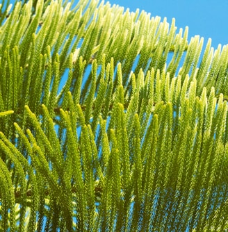 a close up of a green tree with a blue sky in the background