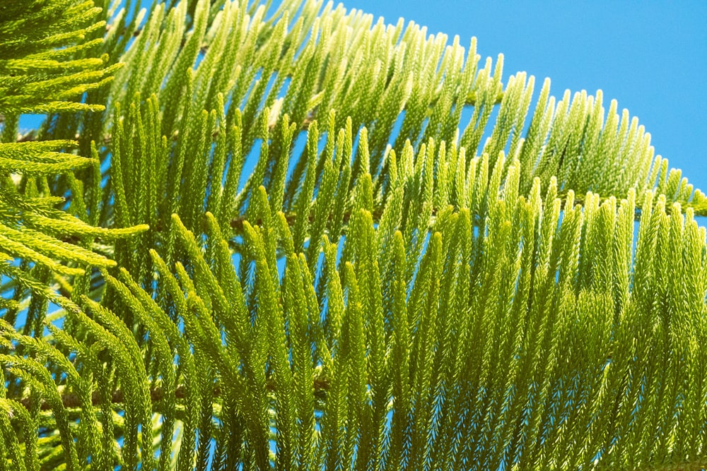 a close up of a green tree with a blue sky in the background