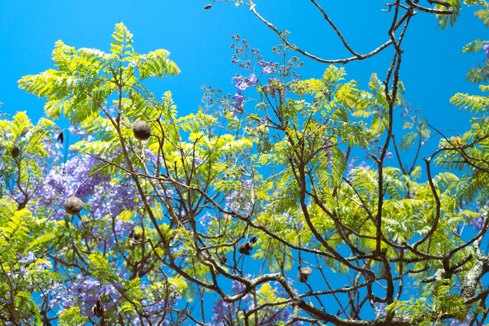 les branches d’un arbre aux fleurs violettes sur fond de ciel bleu