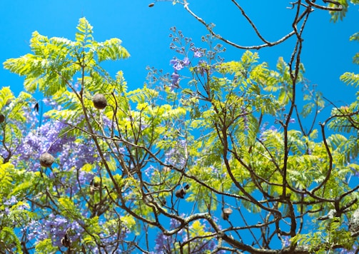 the branches of a tree with purple flowers against a blue sky