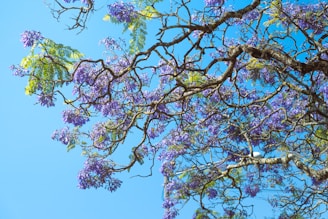 a tree with purple flowers on it and a blue sky in the background