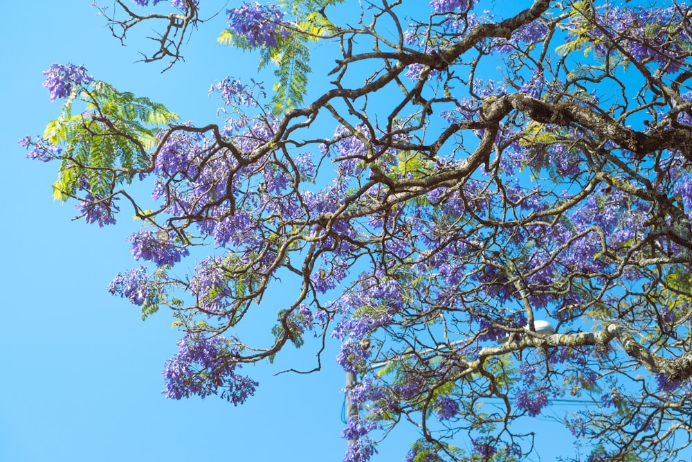 보라색 꽃이 달린 나무와 배경에 푸른 하늘