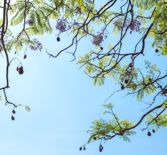 a tree with lots of fruit hanging from it's branches