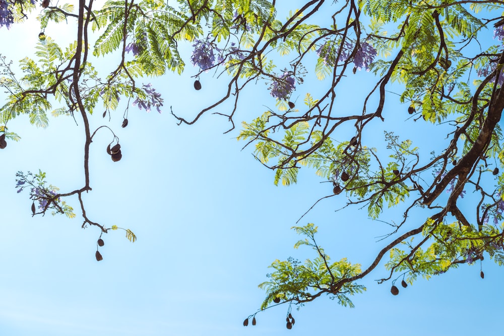 a tree with lots of fruit hanging from it's branches