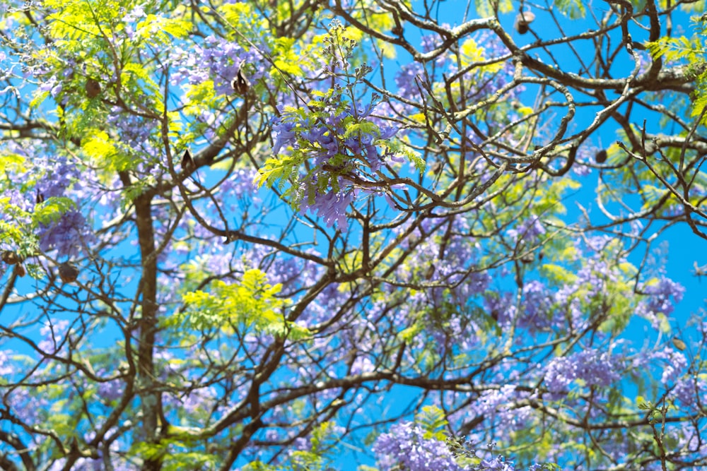 Un arbre rempli de nombreuses fleurs violettes et vertes