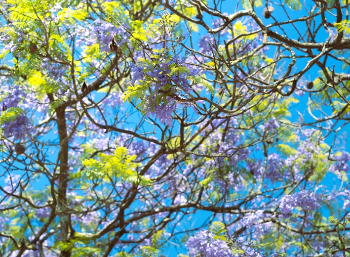 a tree filled with lots of purple and green flowers