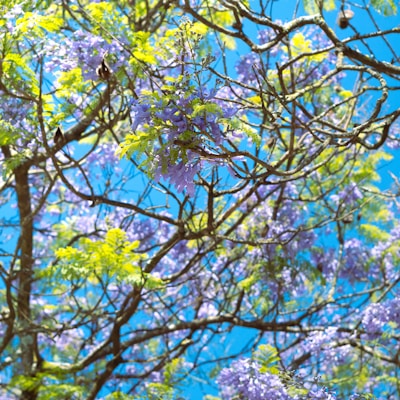 a tree filled with lots of purple and green flowers