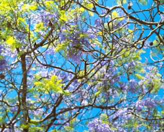 a tree filled with lots of purple and green flowers