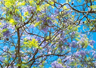 a tree filled with lots of purple and green flowers