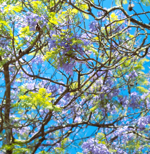 a tree filled with lots of purple and green flowers