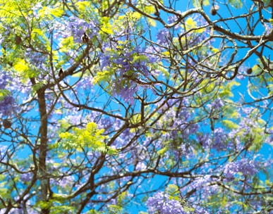 a tree filled with lots of purple and green flowers