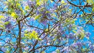 a tree filled with lots of purple and green flowers