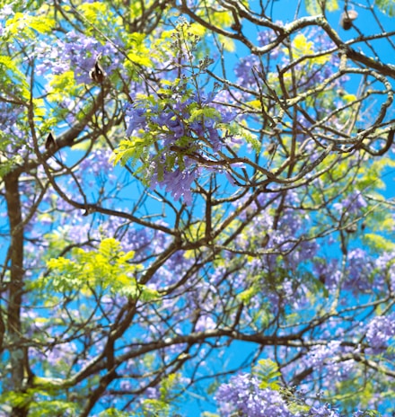 a tree filled with lots of purple and green flowers