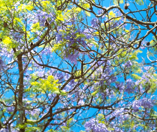 a tree filled with lots of purple and green flowers