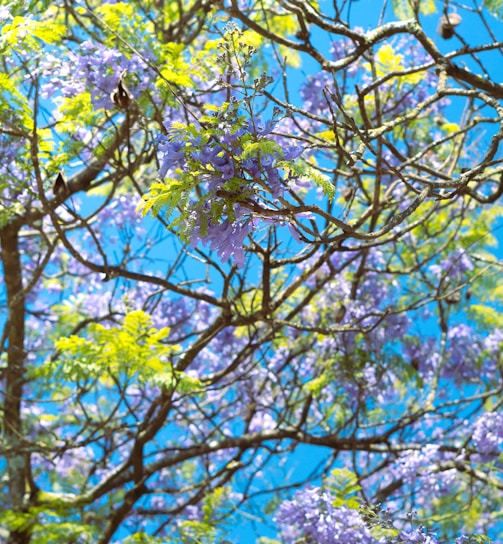 a tree filled with lots of purple and green flowers