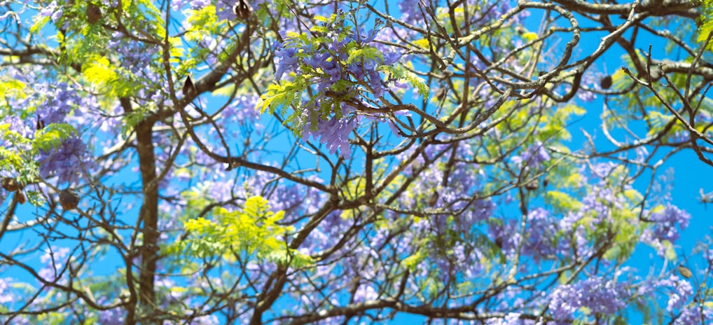 a tree filled with lots of purple and green flowers