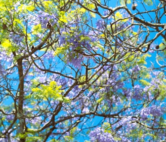 a tree filled with lots of purple and green flowers