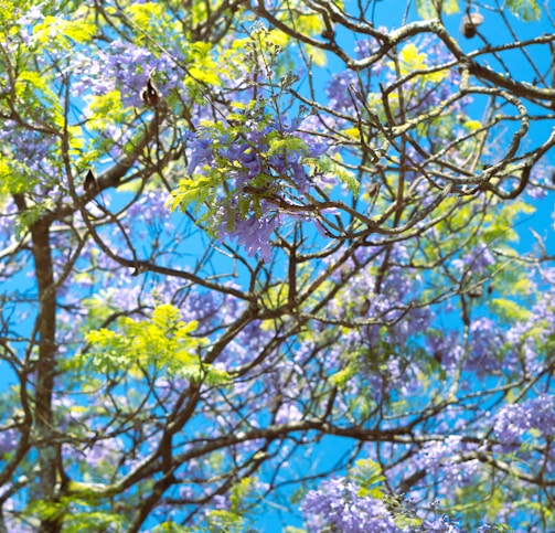 a tree filled with lots of purple and green flowers