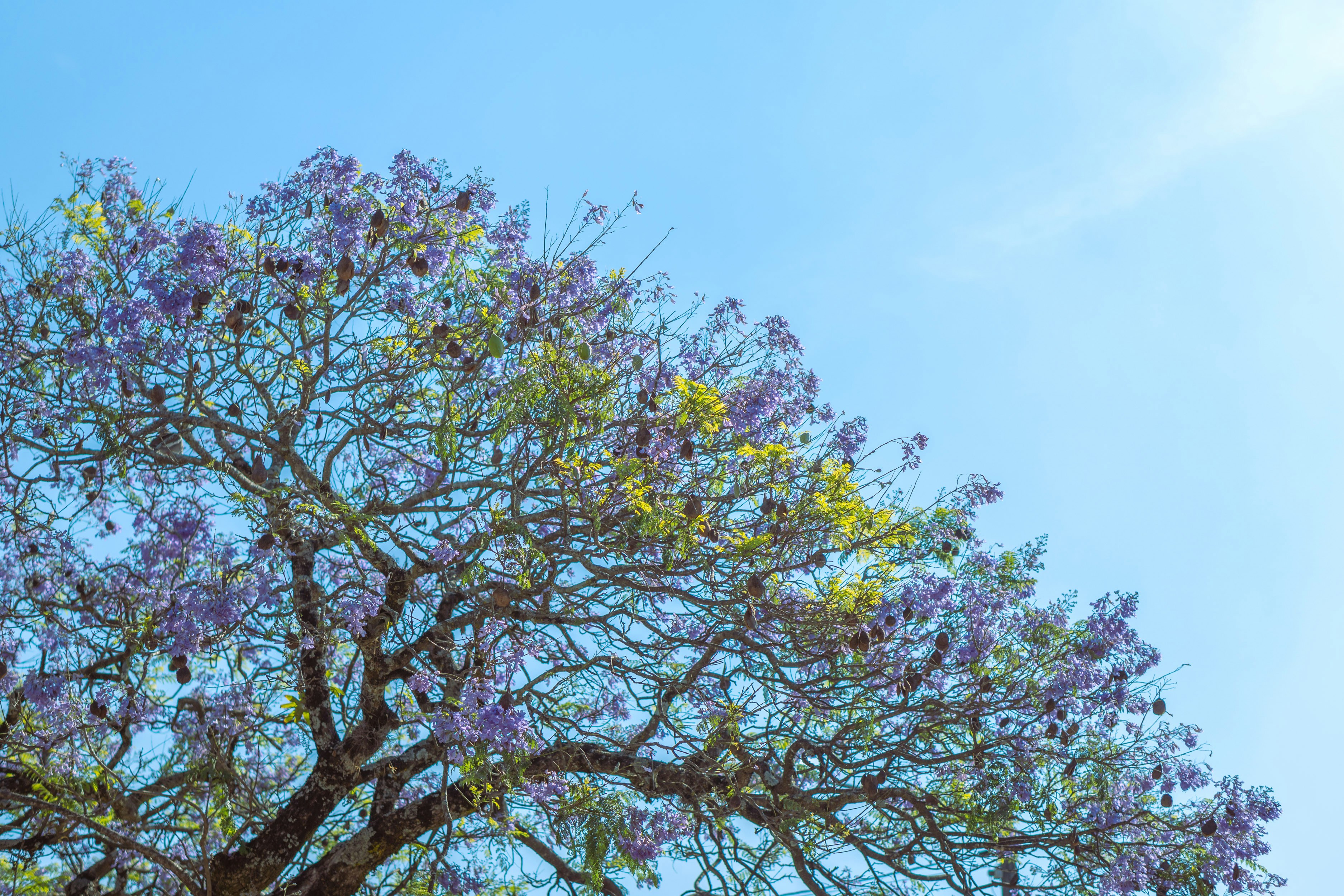 a tree with purple flowers in the foreground and a blue sky in the background