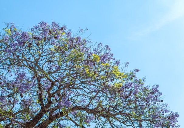 a tree with purple flowers in the foreground and a blue sky in the background