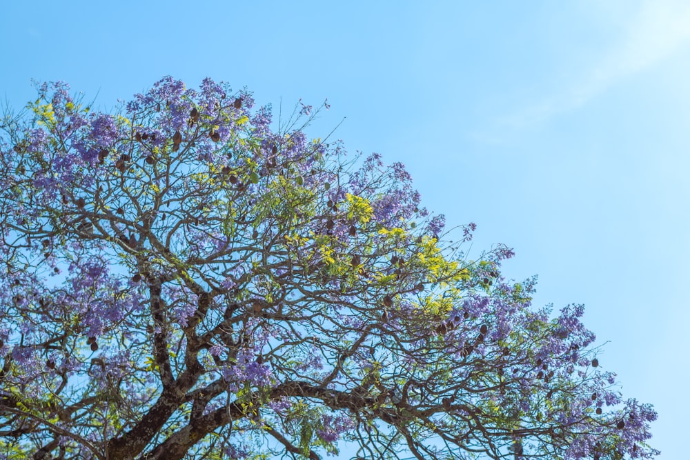 un árbol con flores púrpuras en primer plano y un cielo azul en el fondo