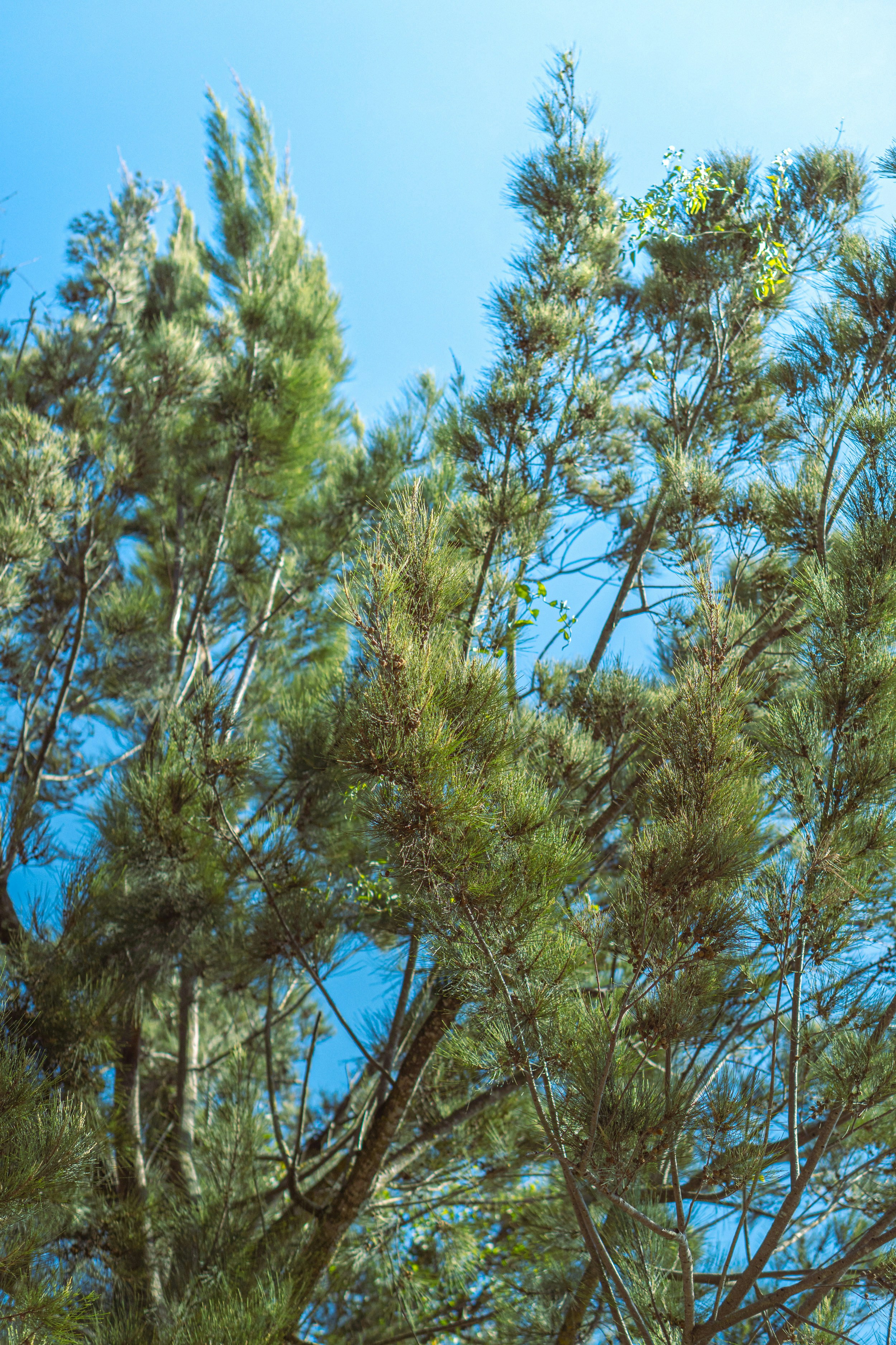 a bird is perched on a tree branch