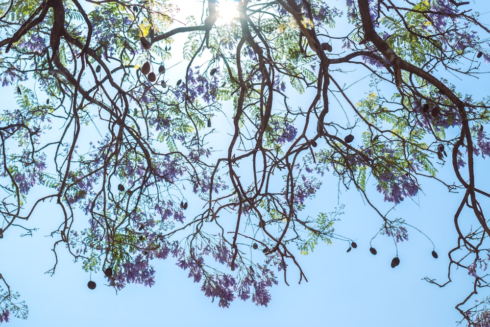 the branches of a tree with purple flowers against a blue sky