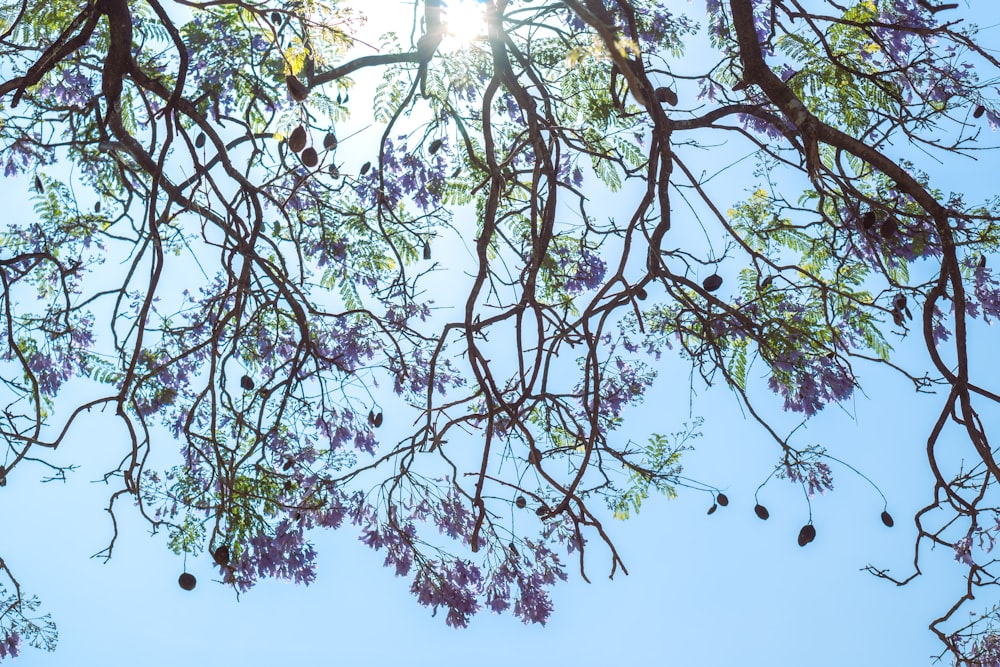 die Äste eines Baumes mit violetten Blüten vor blauem Himmel