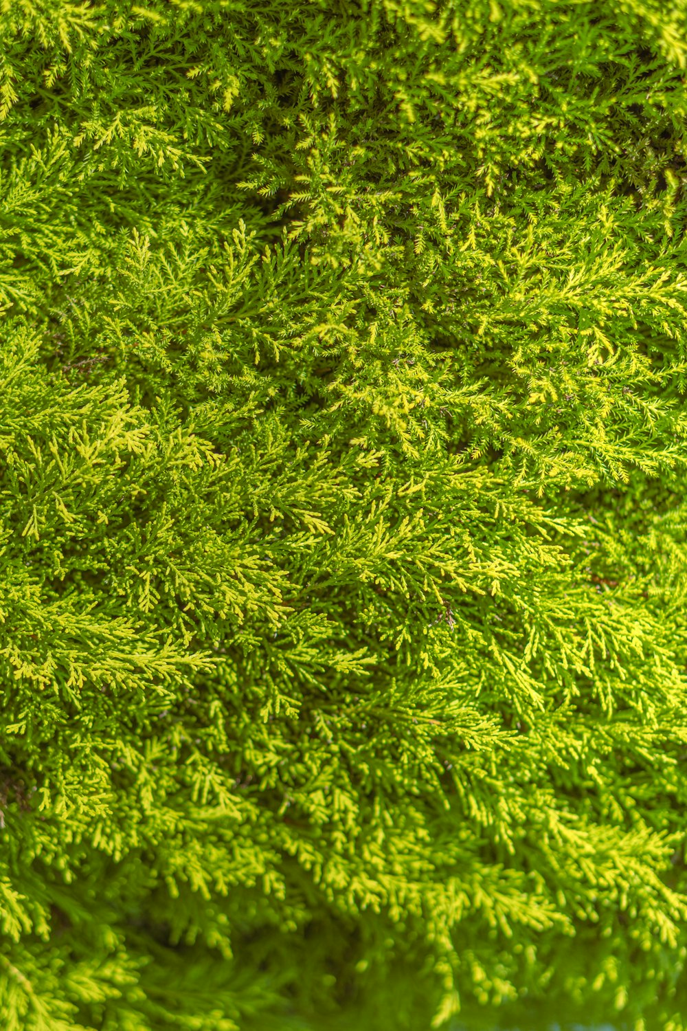 a close up of a green plant with lots of leaves