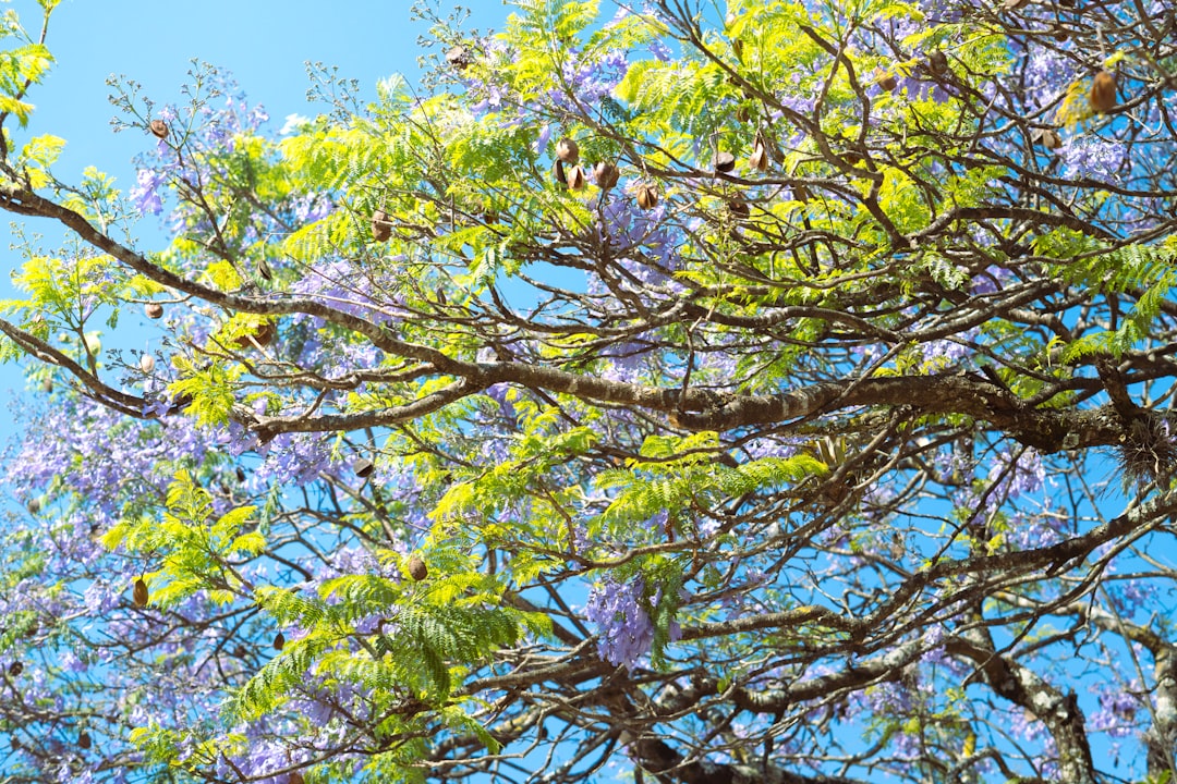 the branches of a tree with purple flowers