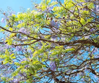 the branches of a tree with purple flowers