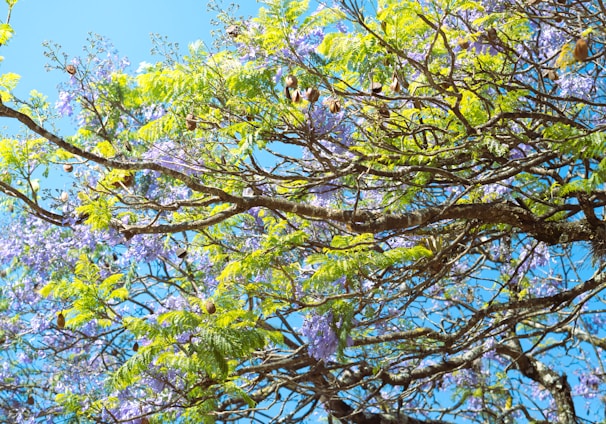the branches of a tree with purple flowers