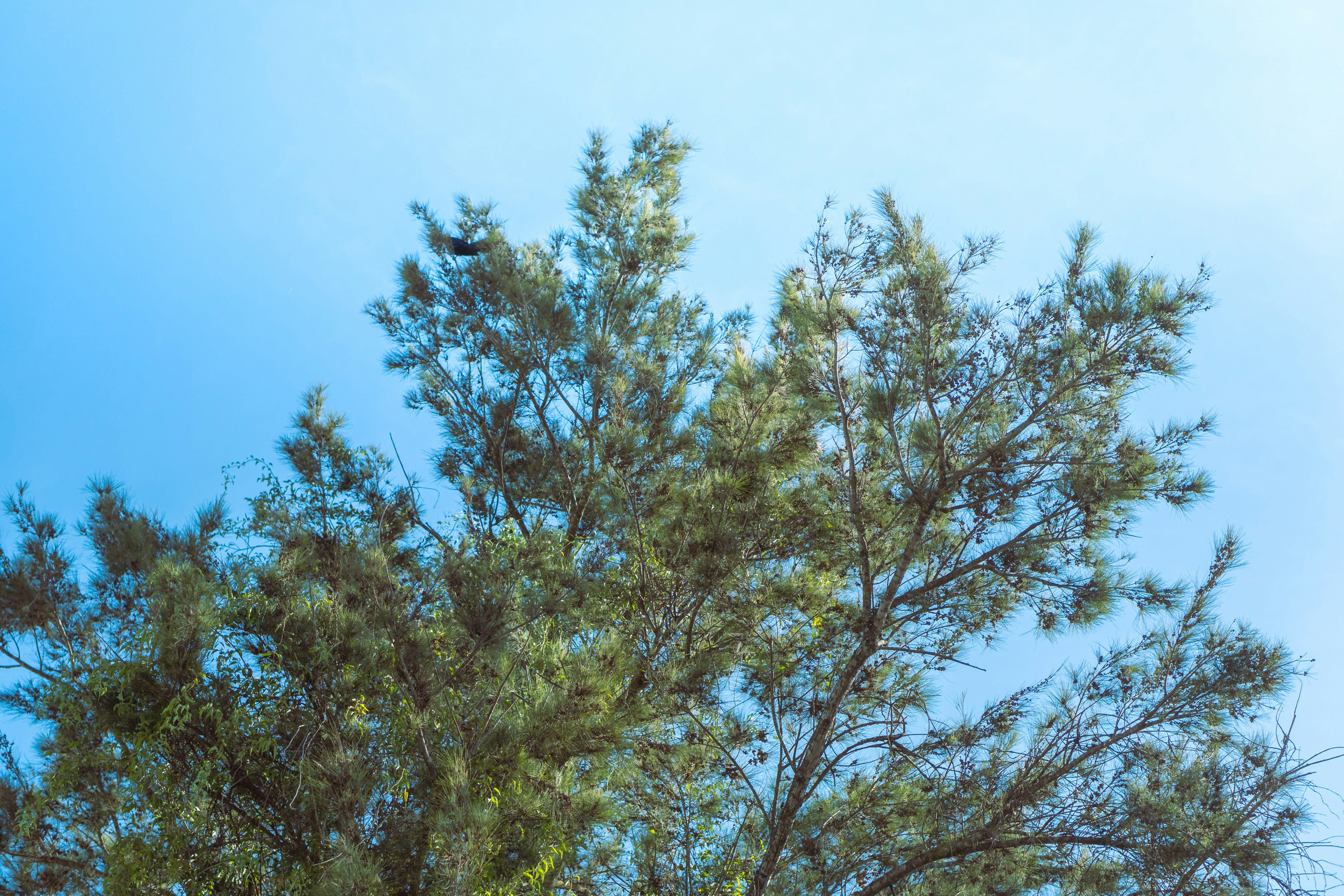 saas cost efficiency