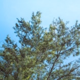 a bird sitting on top of a tree branch