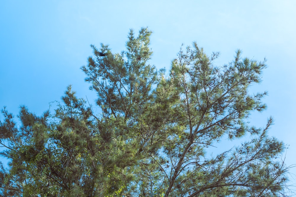 a bird sitting on top of a tree branch