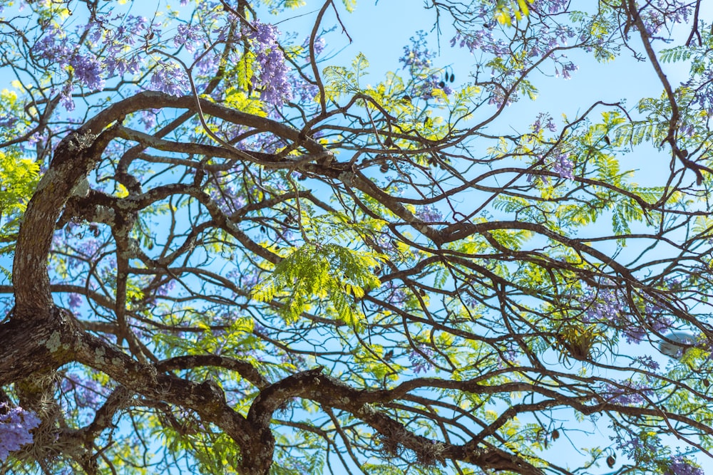 the branches of a tree with purple flowers against a blue sky