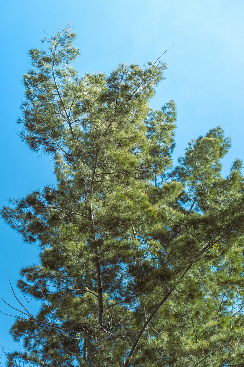 a tall tree with lots of green leaves