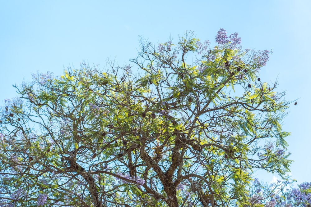 a tree with lots of leaves and a blue sky in the background