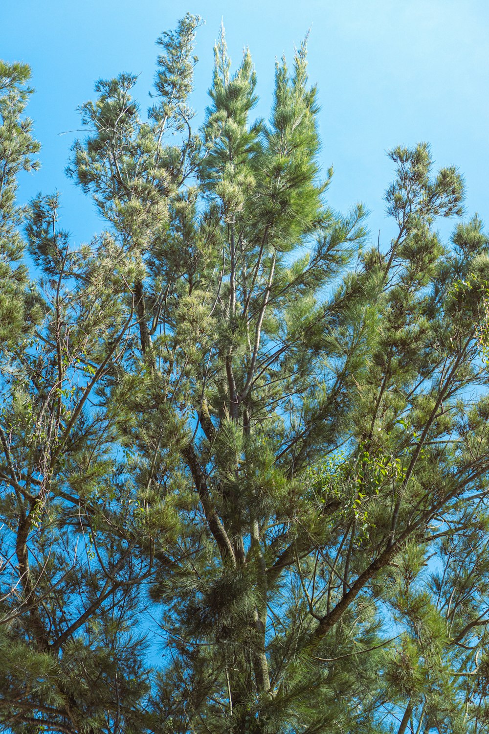 Un uccello è appollaiato in un albero di pino