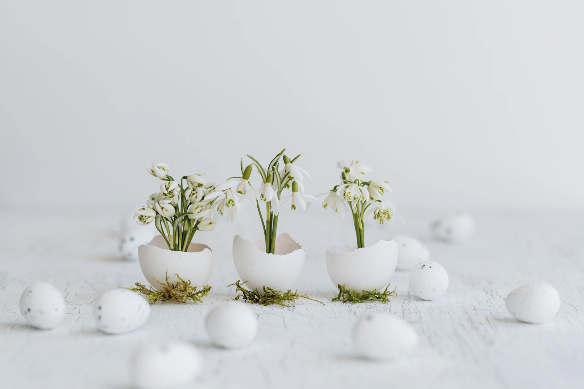 a group of eggs with flowers in them