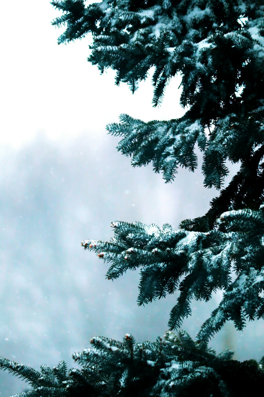 a pine tree with snow falling on it