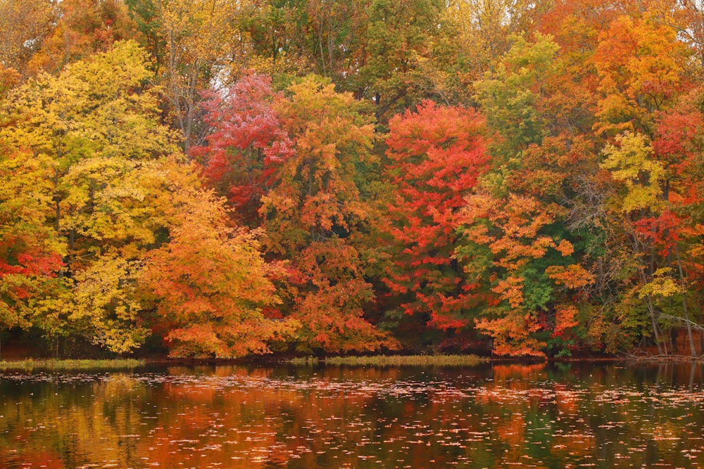 a body of water surrounded by lots of trees