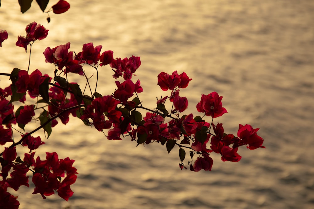 a branch of a tree with red flowers in front of a body of water