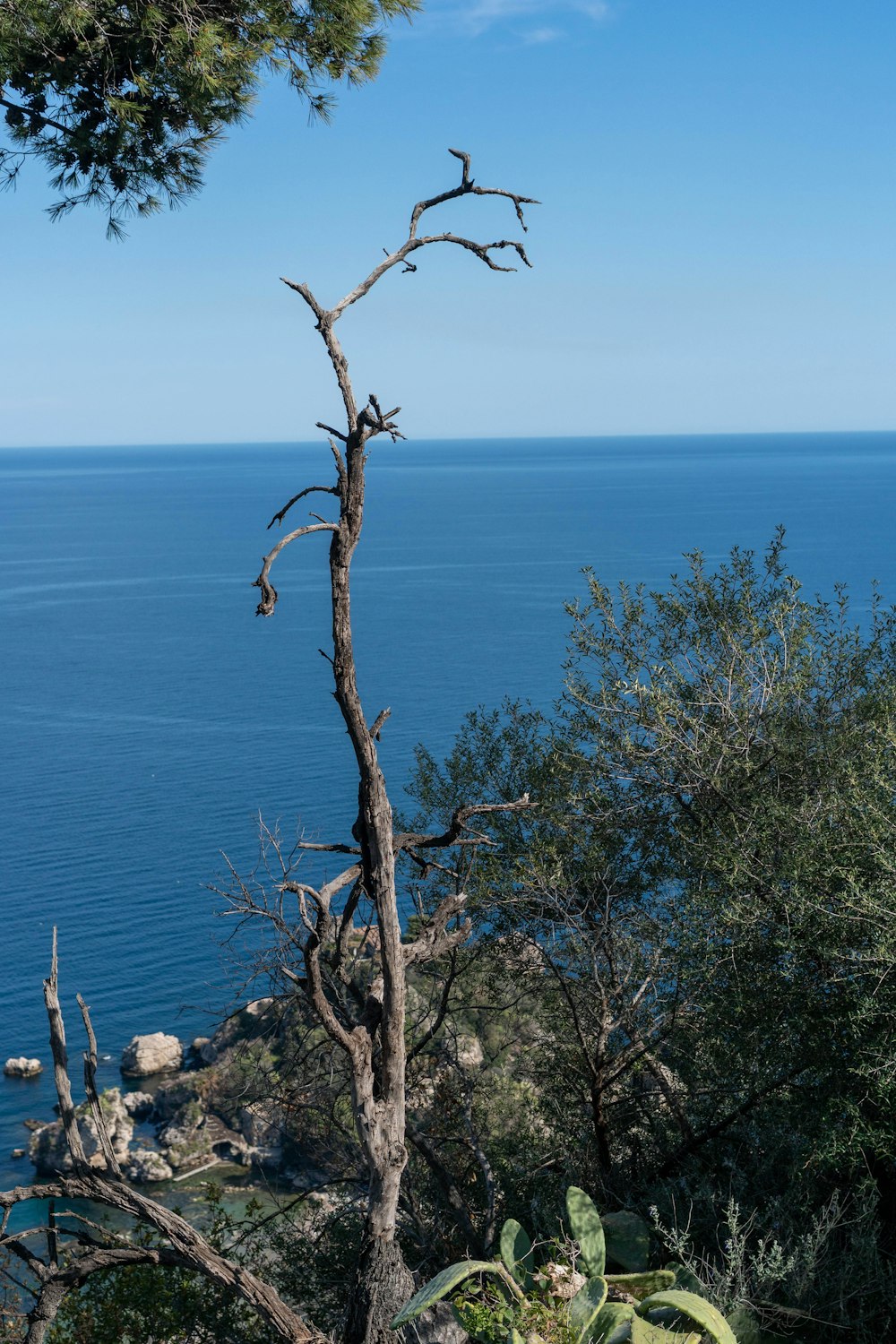 a dead tree on the edge of a cliff overlooking the ocean