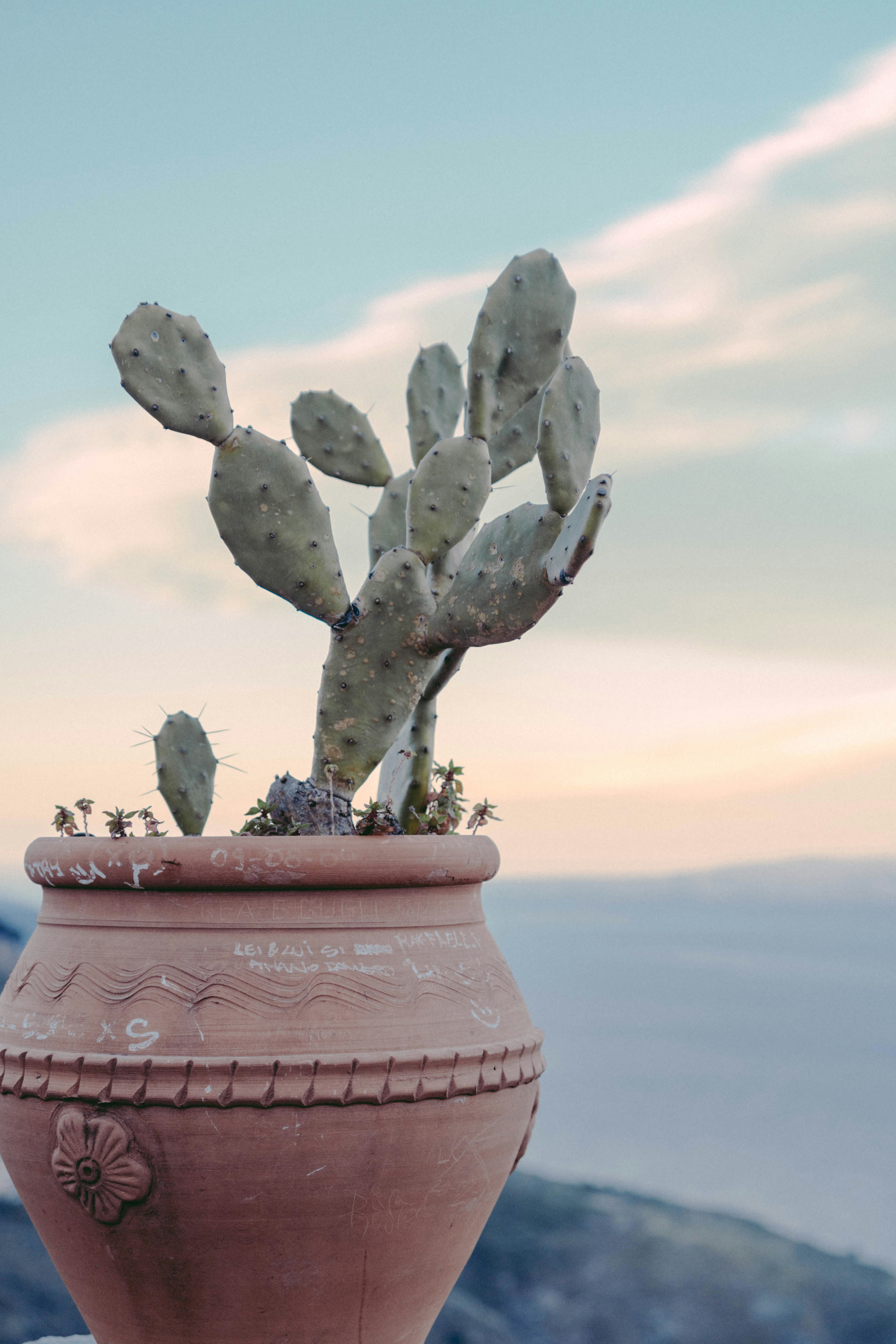a cactus in a clay pot on a ledge